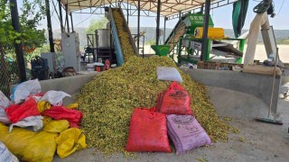Çermikte fıstık hasadı başladı