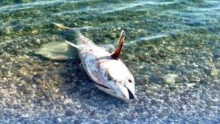Çeşme ve Karaburunda yeniden orkinos ölümleri görülmeye başladı