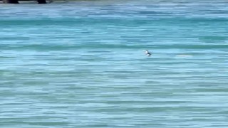 Çeşmede denizde yılan paniği