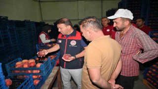 Çivrilde şeftalinin üretimden pazarlamaya yolculuğu incelendi