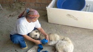 Çoban köpeğini tüfekle vurup sakat bıraktılar