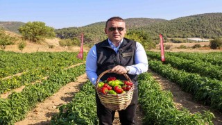 Coğrafi işaretli Kamber Biberinde hasat başladı
