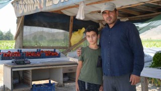 Coğrafi işaretli lezzette sezon açıldı: Ayaş domatesi dalından toplanıyor