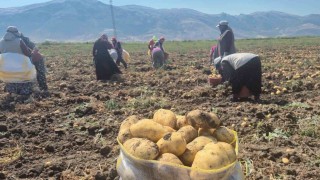Çölovasında patates hasadı sürüyor