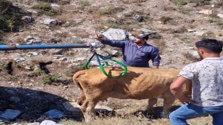 Çukura düşen hamile ineği önce serinletti, sonra kurtardı