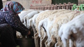 Dağdan gelen koyunlardan elle sağılan süt, kadınların emeğiyle geçim kaynağına dönüşüyor