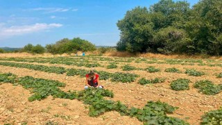Dazkırıda alternatif ürünler için saha çalışması