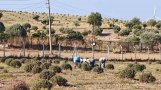 Didim Belediyesi yeşil alanlar için kendi bitkisini üretiyor