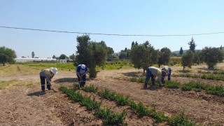 Didim Belediyesinden topraktan kente uzanan üretim