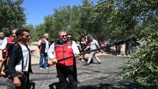 Dikilide sezonun ilk zeytin hasadı başladı