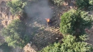 Diyarbakırda 5,7 ton toz esrar elde edilebilecek kök kenevir ve skunk imha edildi
