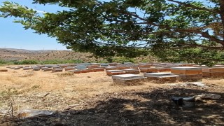 Diyarbakırda bal sağımı başladı