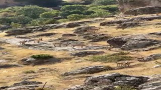 Diyarbakır'da Gelincik Dağında sürü halinde gezen dağ keçileri görüntülendi
