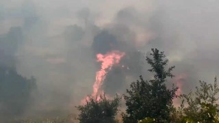 Diyarbakırda örtü ve orman yangınında geniş alan zarar gördü
