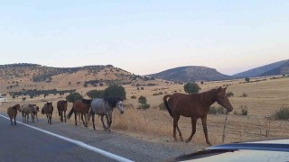 Diyarbakırda yaban at sürüsü yola indi