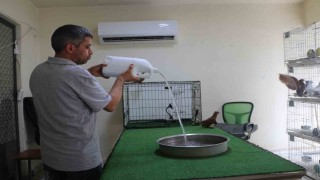 Diyarbakırın kavurucu sıcağında binlerce liralık güvercinlere klimalı ve havuzlu konfor