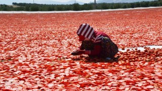 Domatesler güneşle buluştu, Gediz Ovası kırmızıya büründü
