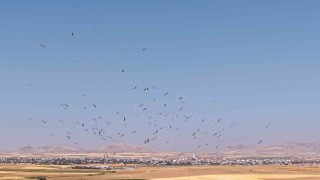Düden Gölünde leyleklerin dansı havadan görüntülendi