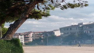 Düğün konvoyundan atılan havai fişek çam ağacını yaktı