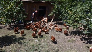 Dükkanını kapattı, köyünde hobi olarak başladığı tavukçulukta müşterilere yetişemiyor