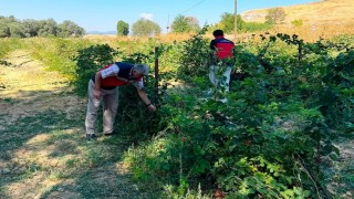 Dumlupınar Selkisaray Köyünde böğürtlen üretim alanı kontrol edildi