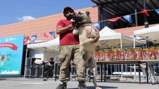 Dünyaca ünlü Anadolu aslanları güzellik yarışında kıyasıya yarıştı