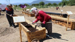 Dünyanın en pahalı baharatı köstebeklerden korunacak