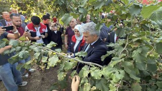 Düzcede fındık hasat şenliği