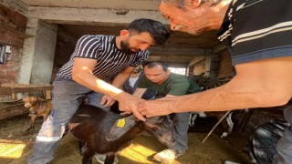 Düzcede küçükbaş hayvanlara aşılama ve küpeleme