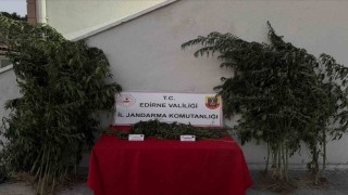 Edirnede 52 kök kenevir ve 1 kilo 310 gram esrar ele geçirildi: Kenevirleri sularken suçüstü yakalandı
