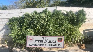 Efelerde ikamette 250 kök kenevir ele geçirildi