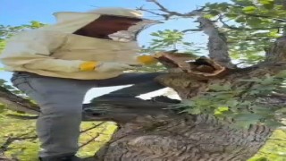 Elazığda ağacın gövdesinden 3 kilo bal çıktı