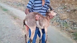 Elazığda bir şahıs, köpeklerin saldırdığı dağ keçisini kucağında taşıdı