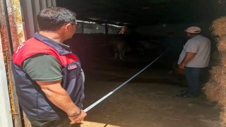 Elazığda büyükbaş işletmeleri denetlendi