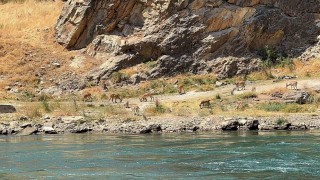 Elazığda dağ keçileri sürü halinde görüntülendi