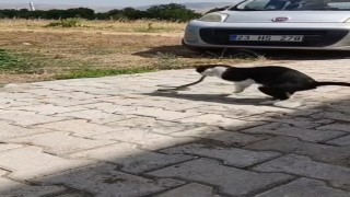 Elazığda kediyle yılanın kavgası kameraya yansıdı