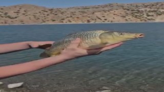 Elazığda oltaya takılan yavru sazan yeniden suya bırakıldı