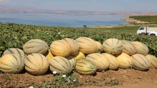 Elazığda yaklaşık 20 ton kavun hasadı bekleniyor