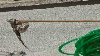 Enezde sitede yılan paniği