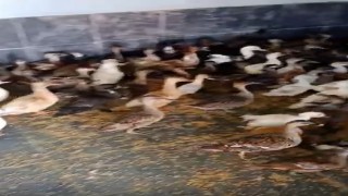 Enezde ticarete konu edilen 257 yabani kanatlı kuş ele geçirildi