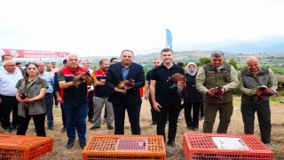 Erbaa Belediyesinden keneyle mücadeleye halkalı sülün ve kekliklerle destek