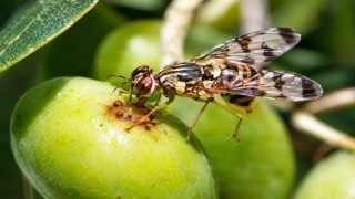 Erdekte zeytin üreticilerine zeytin sineği uyarısı