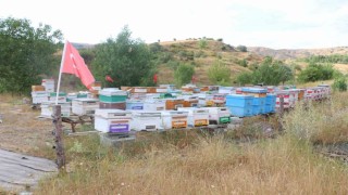 Erzincanda arıcılık ve vatan sevgisi aynı arılıkta buluştu