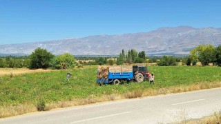 Erzincanda fasulye hasadı başladı