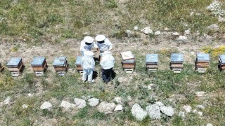 Erzincanda kovanlar bal doldu, arıcılar hasadı bekliyor