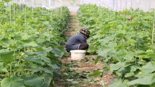 Erzincanda üreticilere yüzde 50 hibeli sera örtüsü desteği