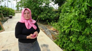 Evin çatısında tohumla başlayan yolculuk, tropikal meyve müzesine dönüştü