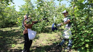 ‘Fındık Dalda, Aklın İşçide Kalmasın projesi 7nci sezonunda