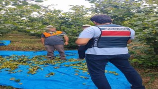Fındık tarlalarında jandarma nöbeti