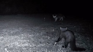 Ganos Dağlarının gizli yaşamı kamerada
